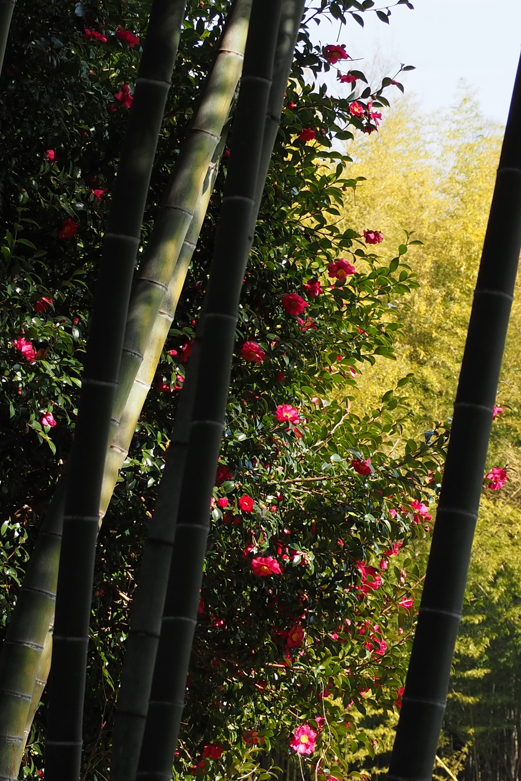 竹やぶに 山茶花一木 花姿