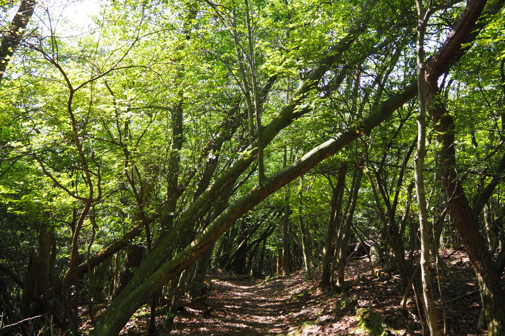 木漏れ日の 北山トレイル 心地よし