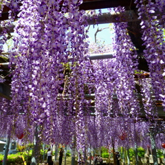 降りそそぐ初夏の装い藤の花