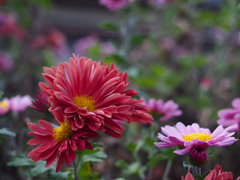 今が旬 香り届くよ 菊の花