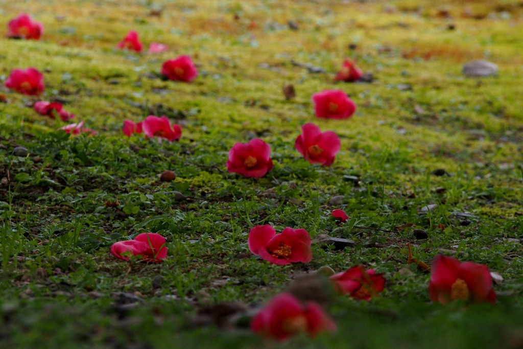 藪椿 落ちてもなほ 花姿