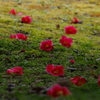 藪椿 落ちてもなほ 花姿