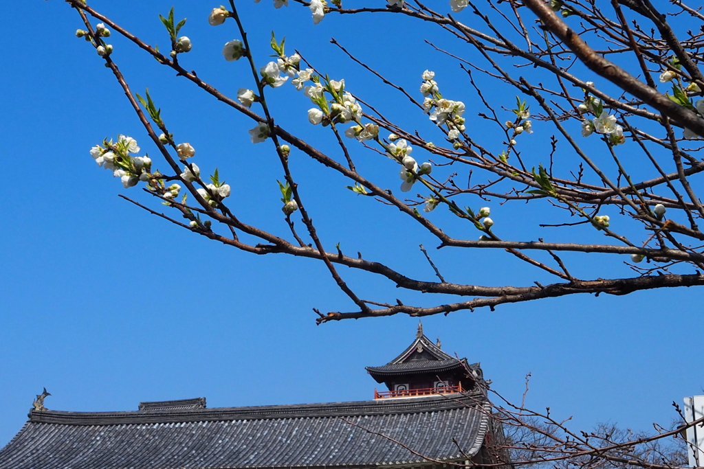 青空に 白の花桃 城飾る