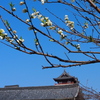 青空に 白の花桃 城飾る