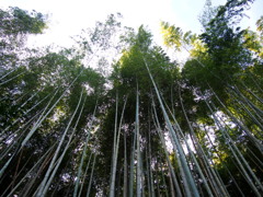 冬の竹 光の空へと 伸びており