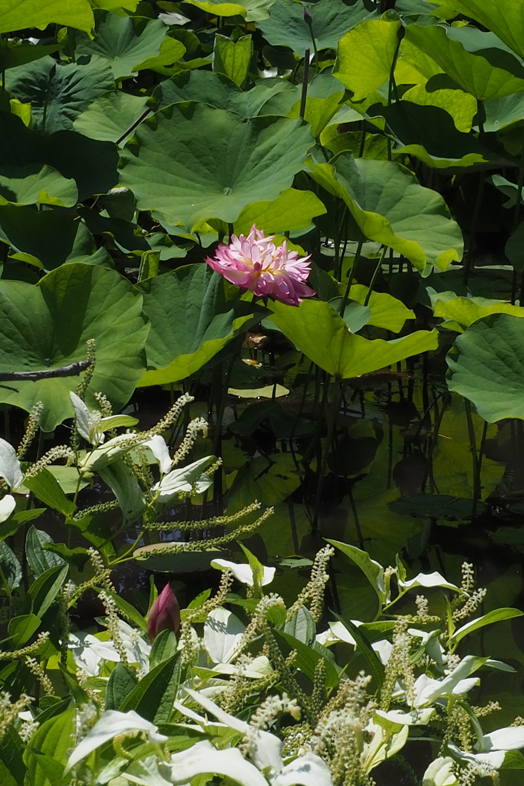 蓮の花 半夏の花と 時期知らせ