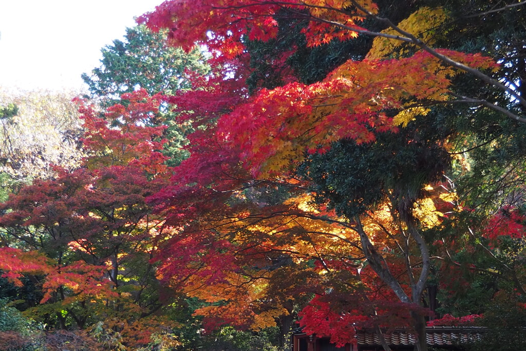 紅葉狩り 赤・黄・斑 時良好