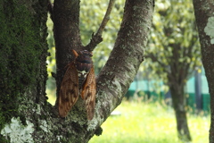 遅生まれ 名残りの蝉は 鳴きもせず