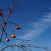 秋深し 空に映りし 柿五つ