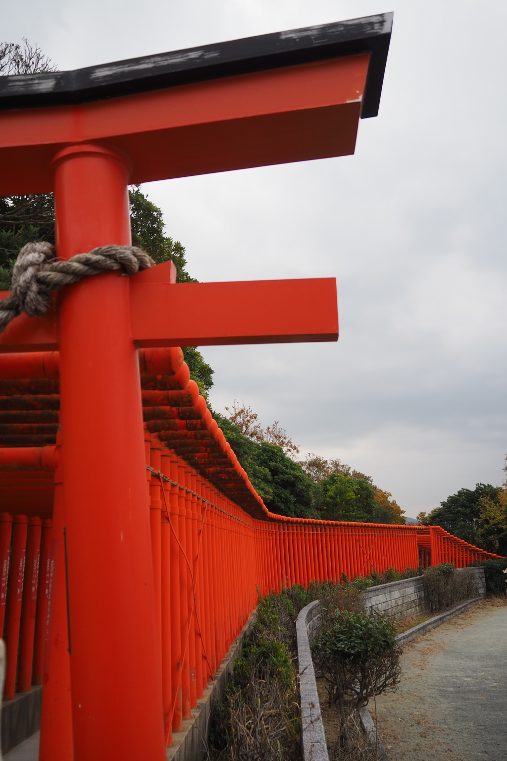 珍しや 千本鳥居は パイプ製