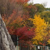 色盛り 街の公園 足止めて