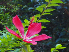 一輪の モミジアオイ（紅葉葵）に 魅せられて