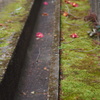 わびさびか 花はポタリと 道の端