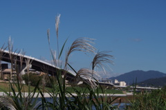 天高し 鴨のすすきと 比叡山