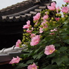 見上げれば お寺の芙蓉 今盛り