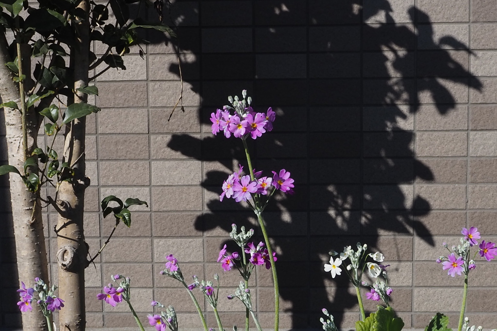 冬陽受け 背伸びするよな 桜草