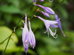ギボウシや うす紫の 可憐花