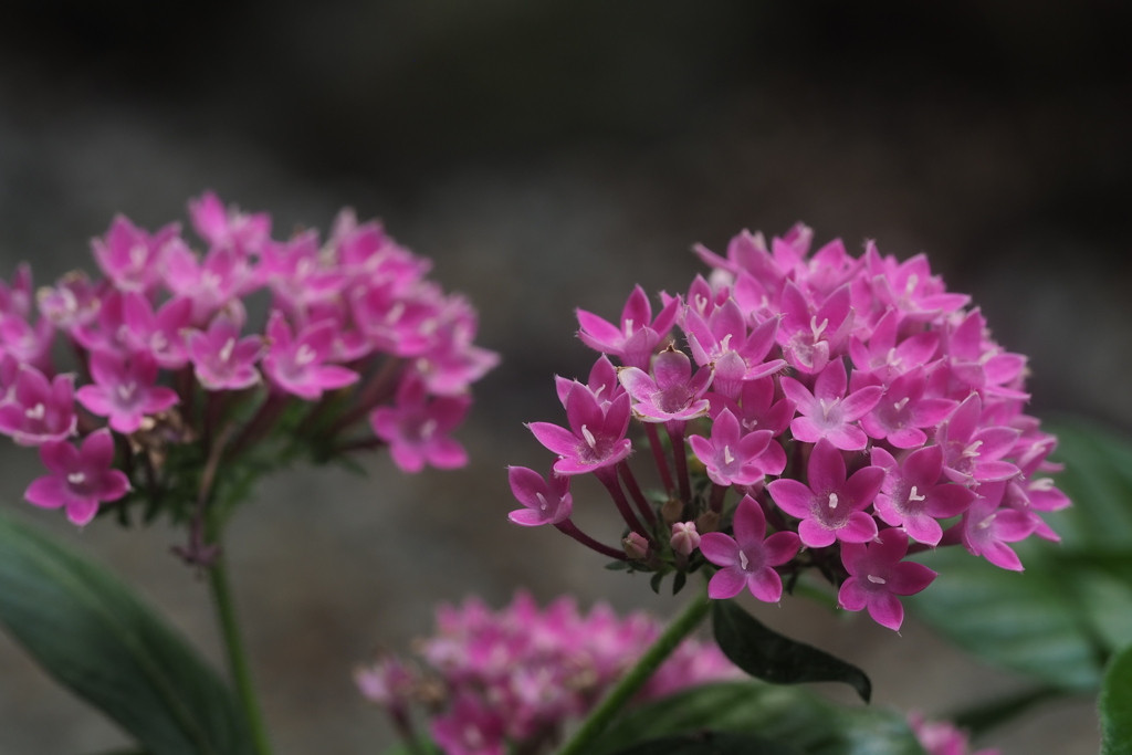 ペンタスや 優しピンクの 集合花