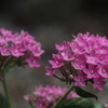 ペンタスや 優しピンクの 集合花