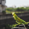 カマキリも 秋の日和に 誘われて