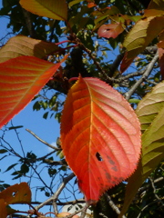 桜葉や 陽当たり順に 色付きて