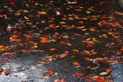 色ありて 秋の装い 高瀬川