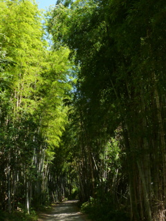 ここちよし ウォーク日和の 竹の道