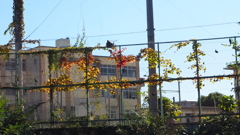 校庭の フェンス絡まる 秋の色