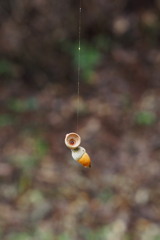 くもの糸 どんぐり捉え 宙ぶらり