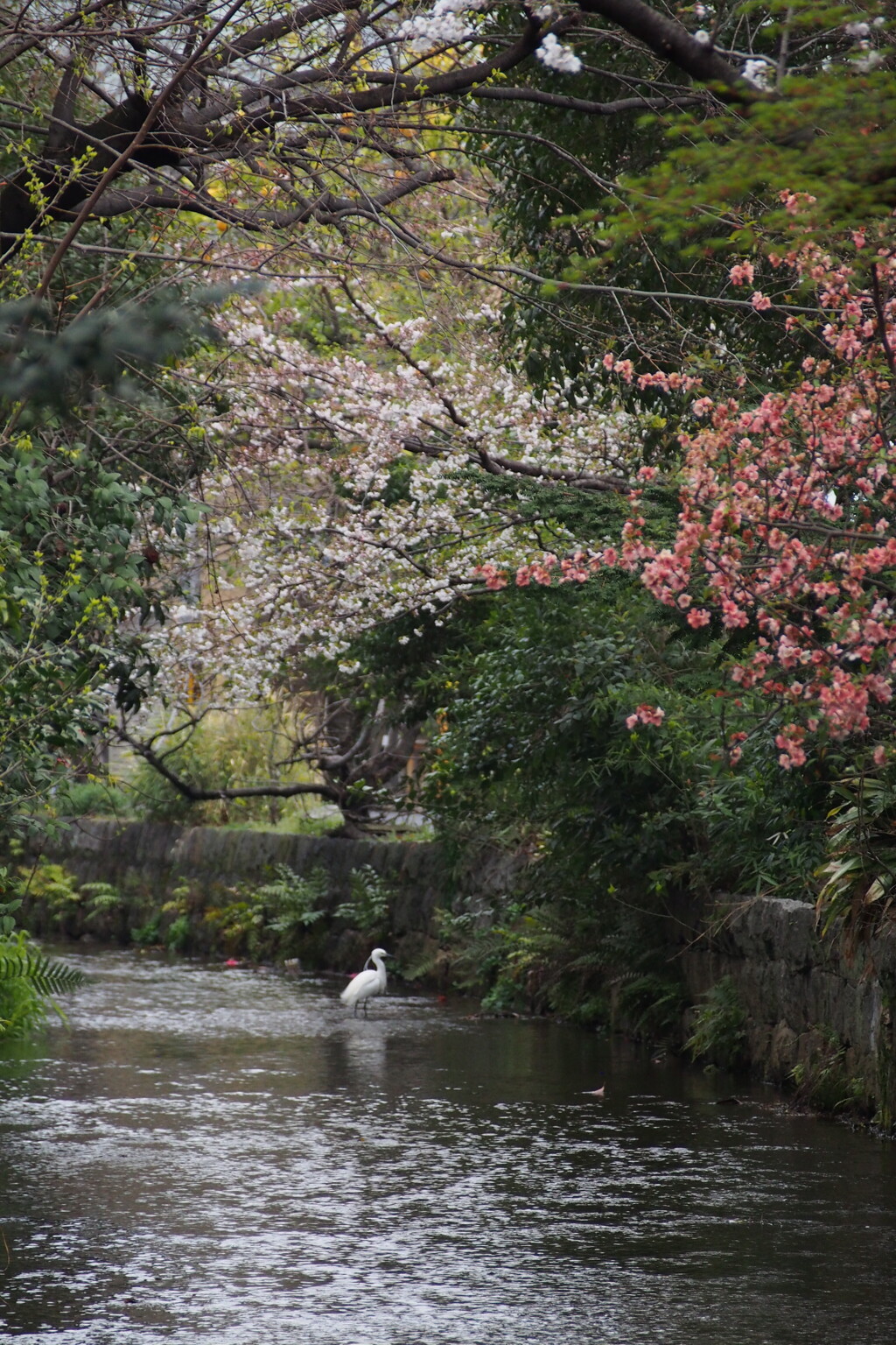 高瀬川 花鳥揃ひて 春風情