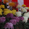 今見頃 目移りするや 菊花展