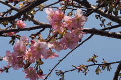 咲き始め 河津桜に 陽は優し