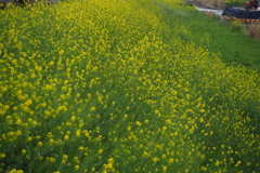 菜の花や 土手一面に 色自慢