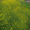 菜の花や 土手一面に 色自慢