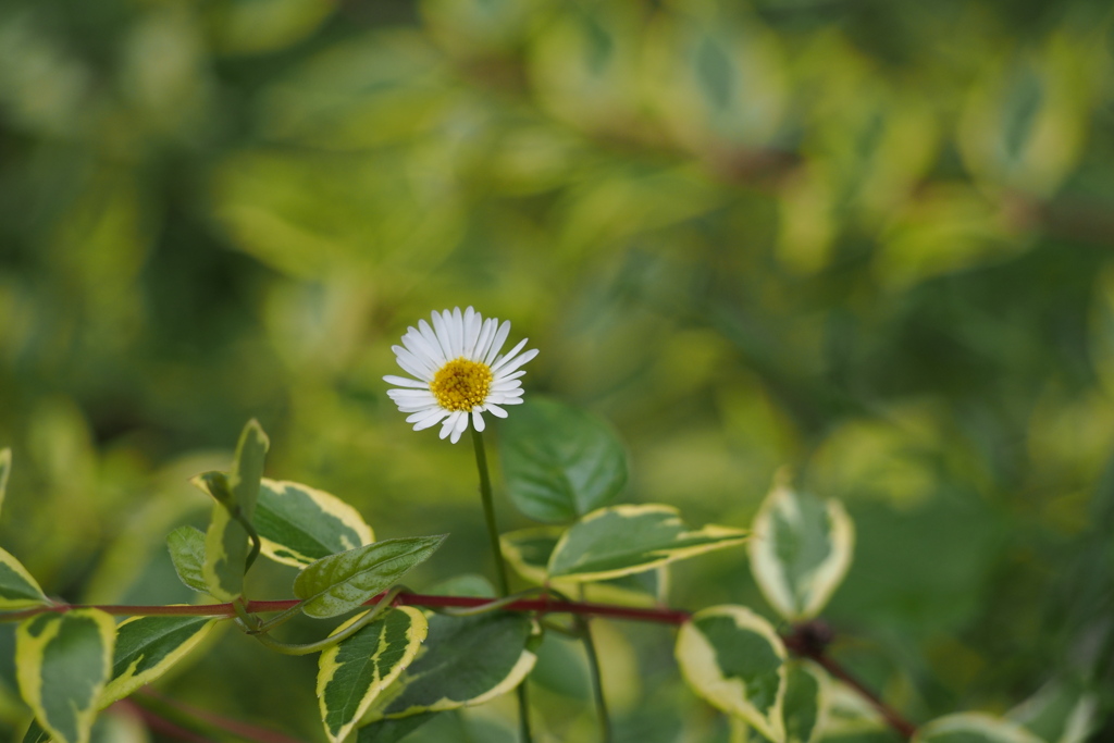 絵の世界 光り当たりし 花一輪