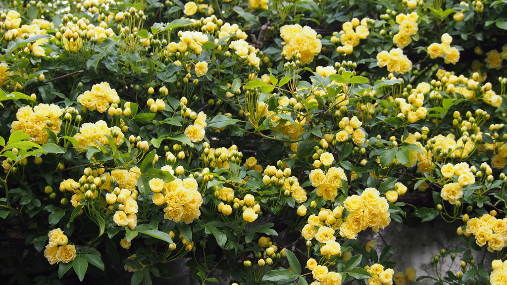 目に残像 木香薔薇は 鮮やかき