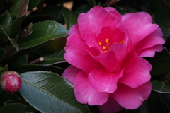 山茶花や 胸につけたし ブローチに