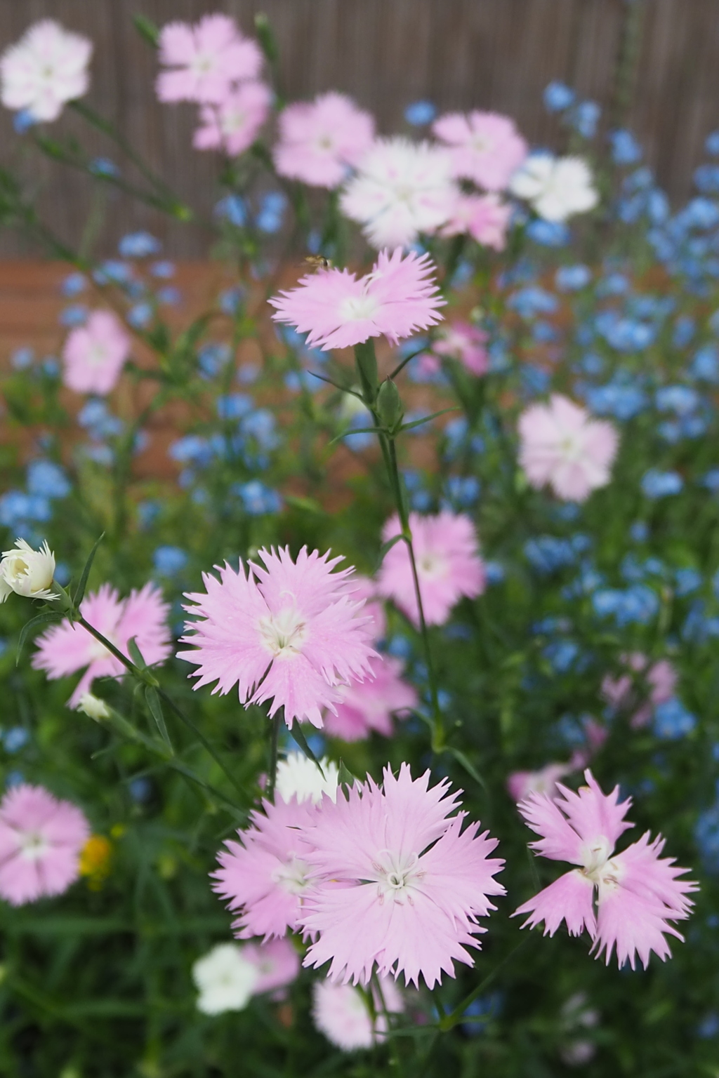 青花を バックにナデシコ 美しし