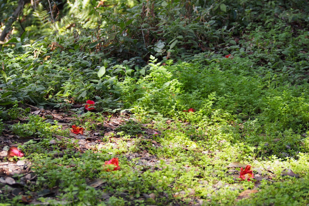 鮮やかや 緑一斉 木の芽時