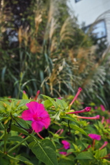 秋の朝 静か佇む 草花よ