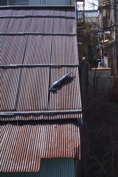 トタン屋根 誰が置いたか 傘一本