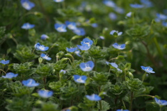 視線下げ 足元の花 愛おしや