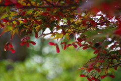 梅雨合い間 赤く色づき モミジ種