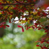 梅雨合い間 赤く色づき モミジ種