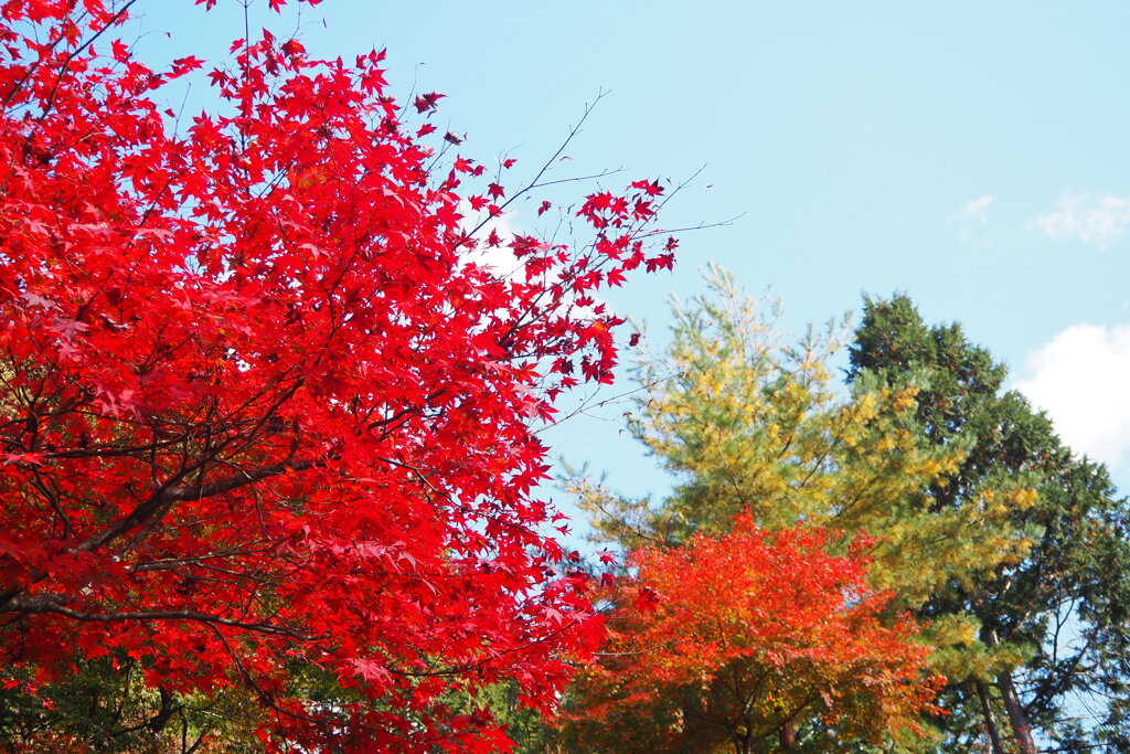 色豊か 自分好みの 秋景色