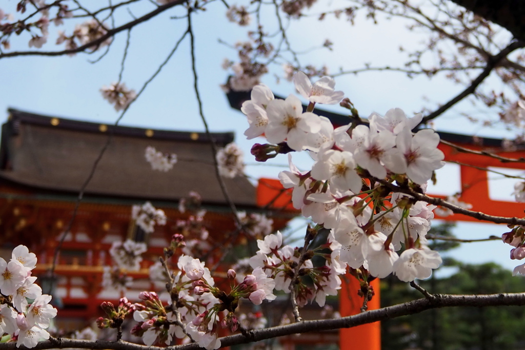 もう五分か 稲荷のサクラ 開花せり