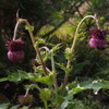 フジアザミ ちょうちんの花 初見かな