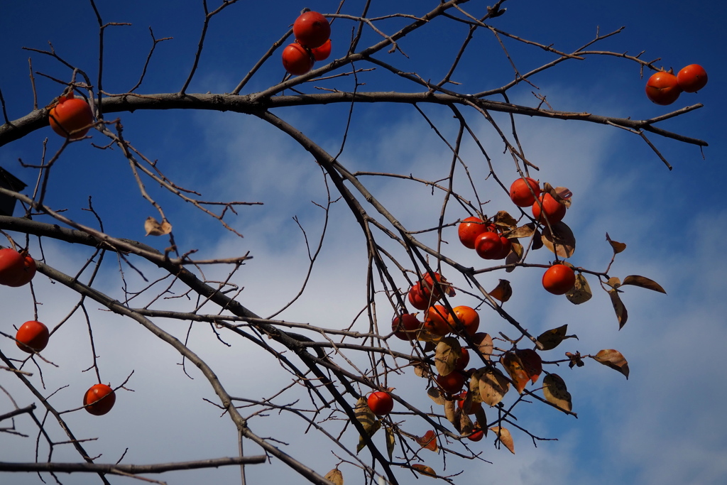 柿ありて トリコロールの 冬の空