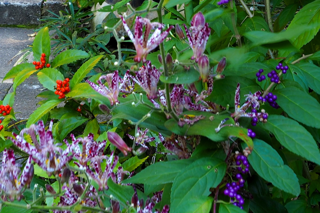 秋たけなわ 草花三種 揃いぶみ