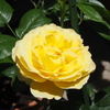 今朝開花 幸せになろう 黄色バラ
